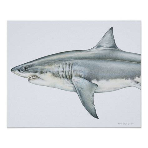 Great White Shark Poster Print | Shark Decor Artwork