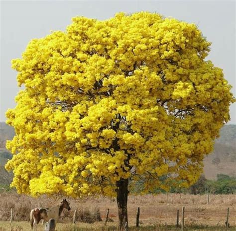 Ipê amarelo Bom Despacho MG Brasil JQEF Árvores floridas Árvores e