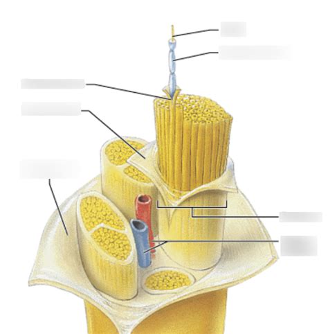 Nerve Structure Diagram Quizlet