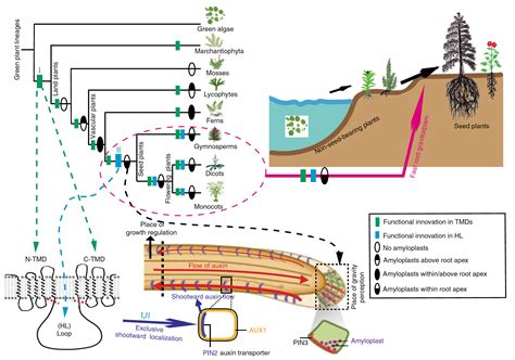 科学网—nature Communications：种子植物对于陆地生活的适应性演化之一～根的重力快速响应 郝兆东的博文