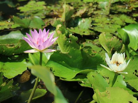 Purple Lotus Blommande Lotusdamm Gratis foto på Pixabay Pixabay