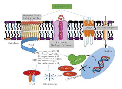 Proposed Molecular Mechanism Of Cardioprotection By Omega Pufas