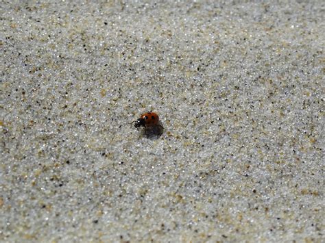 Mare Sabbia Coccinella Foto Gratis Su Pixabay Pixabay