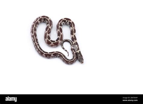 White-black King snake isolated on white background Stock Photo - Alamy