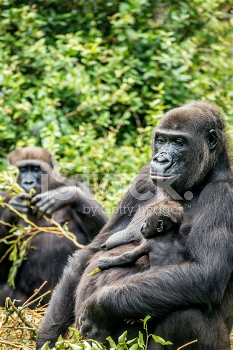 Gorilla Mother With Baby Stock Photo | Royalty-Free | FreeImages