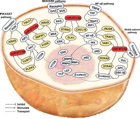 Frontiers Mir P A Potential Molecular Marker For Cancer