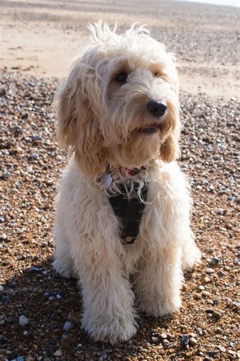 Goldendoodle vs Cockapoo - A Detailed Comparison Of Both Dog Breeds