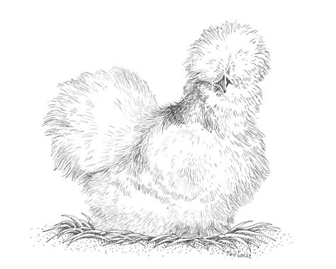 Silkie Hen Drawing By Tod Locke Fine Art America