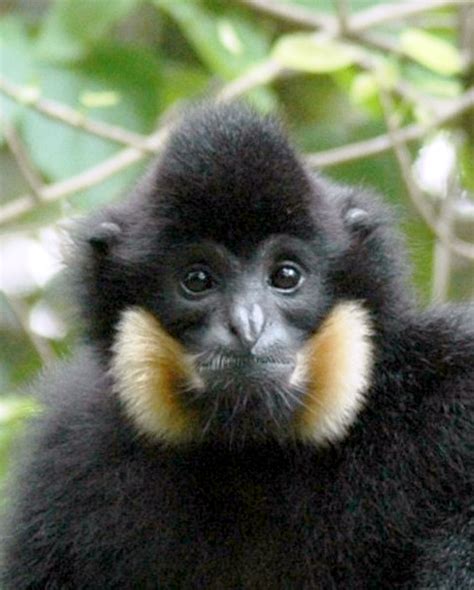 Northern White Cheeked Gibbon Endangered Primate Rescue Center