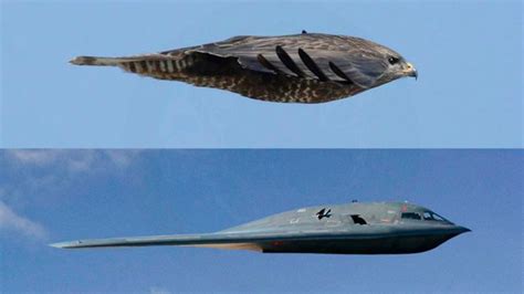 IS IT A BIRD?IS IT A PLANE? BIOMIMICRY IN AIRPLANES | by ADSactly | Medium