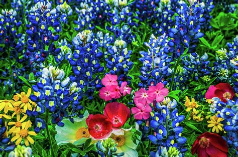 Texas bluebonnets wildflowers Photograph by Daniel Richards - Fine Art ...