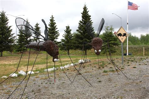 Pictures Of Mosquitoes In Alaska | PeepsBurgh.Com