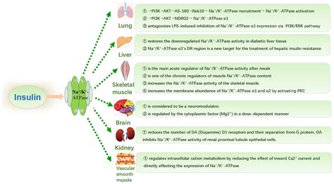 Regulatory mechanism of insulin on Na + /K + -ATPase in different... | Download Scientific Diagram