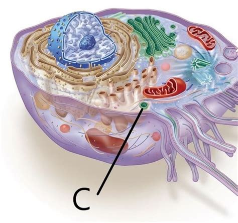 Ch 4 Biology Of The Cell Flashcards Quizlet