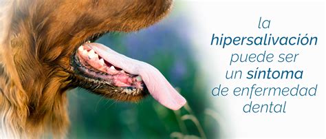 Enfermedades dentales en los perros detecta sus síntomas Ka Salud