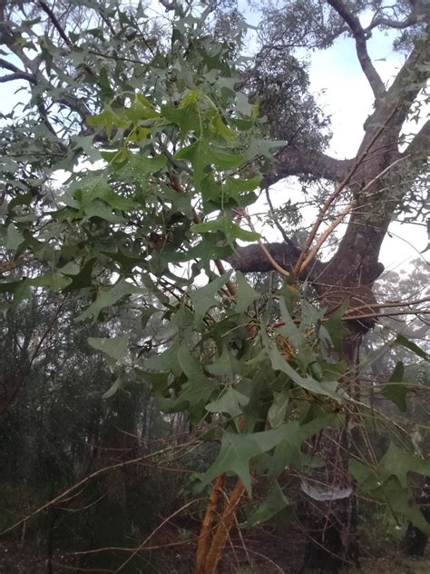 Bat S Wing Coral Tree From Fairy Bower Qld Australia On July