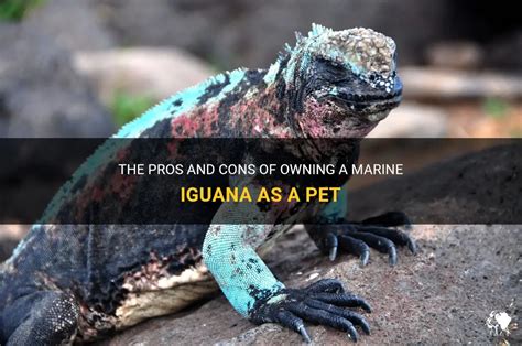 The Pros And Cons Of Owning A Marine Iguana As A Pet Petshun