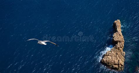 Vuelo De La Gaviota Sobre El Mar Foto De Archivo Imagen De Gaviota