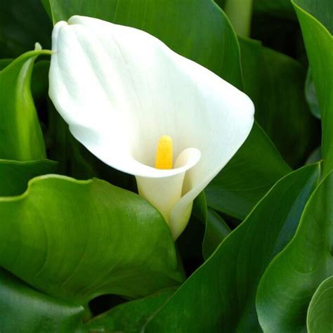 Calla Lily Shallow Water Plant – Chalily Ponds & Gardens