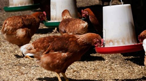 Morto Il Primo Caso Umano Confermato Di Influenza Aviaria H5N2 Trendynet