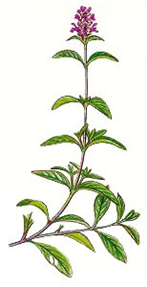 Prunella vulgaris / černohlávek obecný :: Herbář :: AVICENNA Company