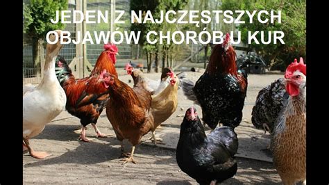 Odcinek Jeden Z Najwa Niejszyc Objaw W Pocz Tku Choroby U Drobiu