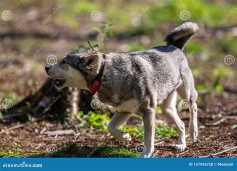 hunting dog aka elkhound  moosehound stock photo image  moose
