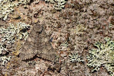 Once Married Underwing From La Chanterie Rue Beach M Tis Sur Mer Qc