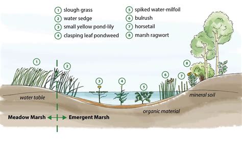 What Is A Marsh — Ducks Unlimited Canada