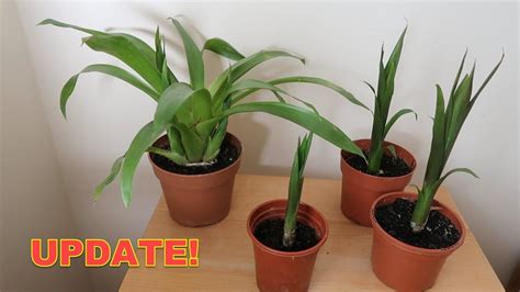 Bromeliad Propagation Update ~ Check Out These Guzmania Pups! in 2022 | Plants, Bromeliads ...