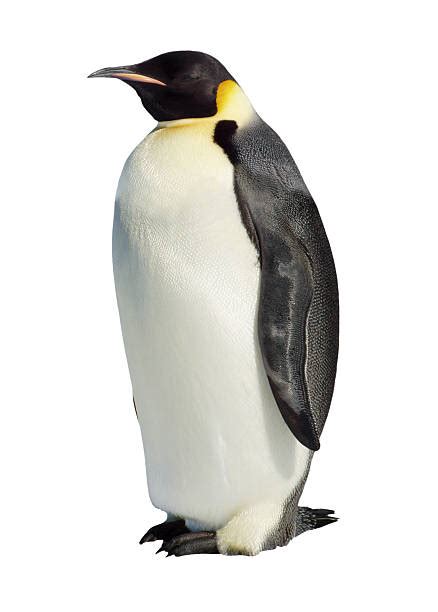 Emperor Penguin Habitat Stock Photos, Pictures & Royalty-Free Images ...