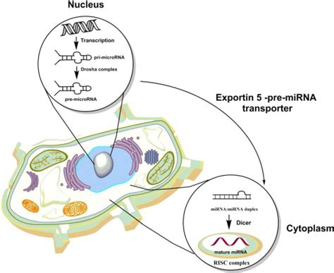 Schematic Representation Of The MiRNA Maturation Process As A Result