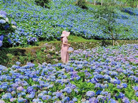 【新北】免收門票！隱藏「北宜公路」上的繡球花祕境，萬株繡球花夢幻綻放，觀景台遠眺龜山島、蘭陽平原賞景超愜意 好想去喔