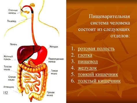 Пищеварительная система - online presentation