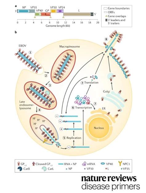 Nature Reviews Disease Primers On Twitter Most Human Cells Can Be