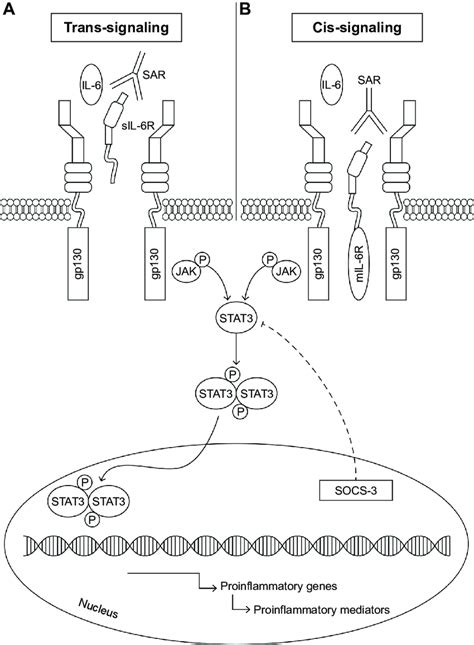 Il 6 Receptor Trans And Cis Signaling Pathway And Its Blockade By