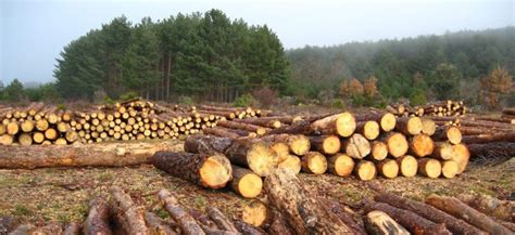 Desmonte Sin Cuarentena En Argentina Se Perdieron 6500 Hectáreas De