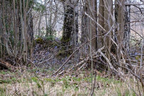 Naked Tree Branches In Early Spring With No Leaves On Grey Day Stock Image Image Of Waking