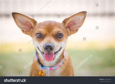 Chihuahua Dog Smilingcloseup Chihuahua Face Smile Stock Photo 518674873 ...