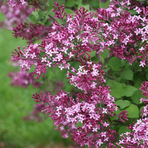 Bloomerang Dark Purple Syringa Spring Meadow Wholesale Liners