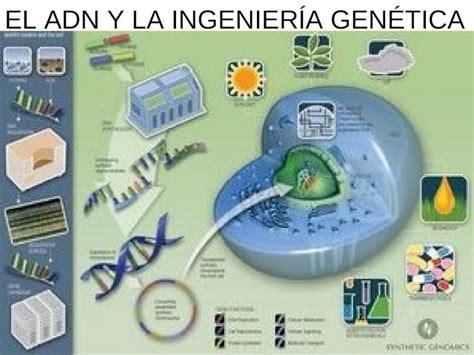 PPT Tema 16 Adn Y La Ingenieria Genetica DOKUMEN TIPS