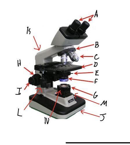 Biology 1113 Lab Exam Flashcards Quizlet