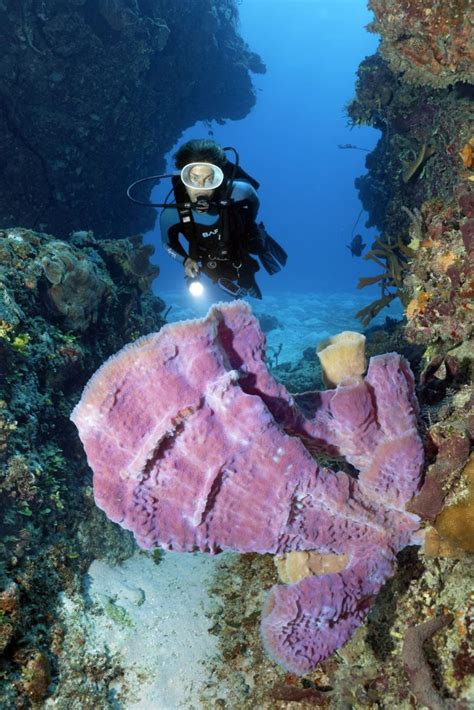 Bildergalerie Cuba Nautilus Tauchreisen