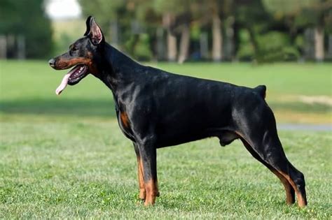 American vs. European Doberman: A Side-by-Side Comparison – Doberman Planet