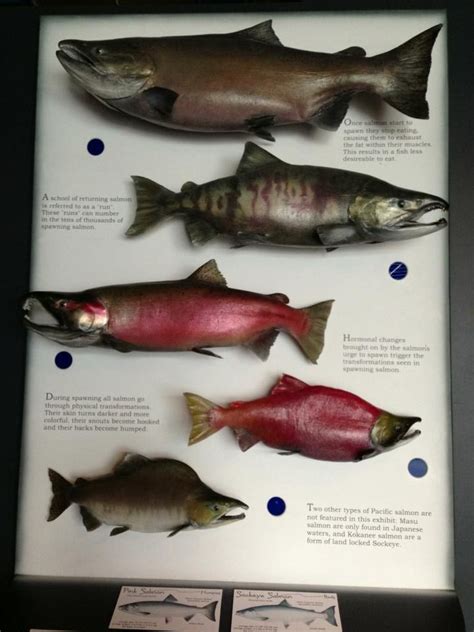 All our salmon species! | Salmon species, Salmon, Fish