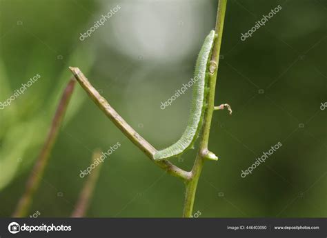 Pretty Orange Tip Butterfly Caterpillar Anthocharis Cardamines Feeding ...