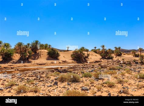 Oasis in the Sahara desert Stock Photo - Alamy