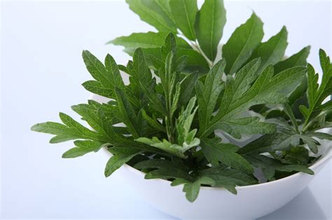 How Mugwort Tea Benefits Lucid Dreaming Brewed Leaf Love