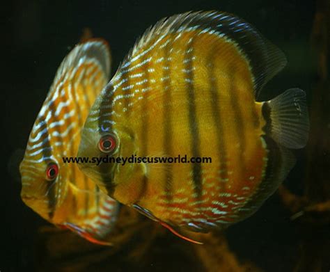 WILD DISCUS BREEDING PAIR 15 CM - Sydney Discus World Aquariums Products