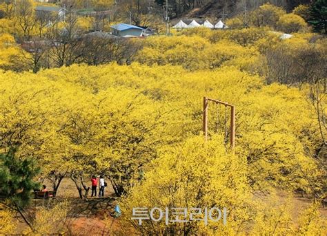 이천백사산수유꽃축제 4월 1일 개막 투어코리아 No1 여행·축제 뉴스